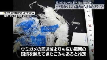 小笠原のウミガメ体内に大型プラスチックごみ　外国由来の“越境プラ汚染”の可能性も　消化管組織の損傷など影響