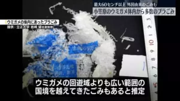 小笠原のウミガメ体内に大型プラスチックごみ　外国由来の“越境プラ汚染”の可能性も　消化管組織の損傷など影響