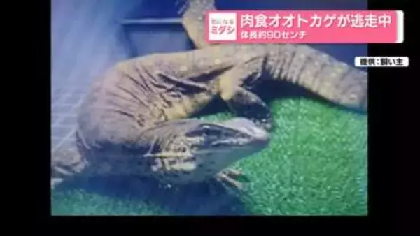肉食オオトカゲが逃走中　体長約90センチ