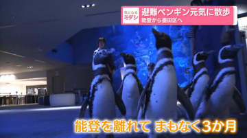 避難ペンギン７羽“新たな居場所”で元気に散歩　能登から東京・墨田区へ
