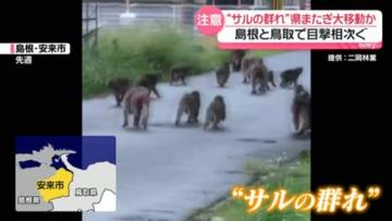 20匹以上が住宅街に…“サルの群れ”県またぎ大移動か　島根と鳥取で目撃相次ぐ　自治体が注意呼びかけ