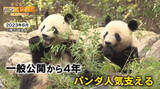 「日本生まれ双子のパンダ　シャオシャオ、レイレイ涙と感謝の観覧最終日…ファン“最後の瞬間”まで【バンキシャ！】」の画像1