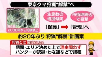 東京都、約20年ぶりにクマ「狩猟」解禁へ──“世界的にも珍しい首都”生息数は？　ハンティングもOK？【#みんなのギモン】