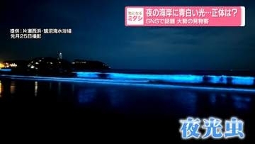 青白く光る夜の海がSNSで話題　"夜光虫"でにぎわう湘南の海岸を取材