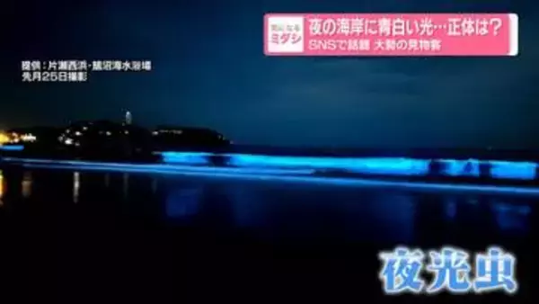 青白く光る夜の海がSNSで話題　"夜光虫"でにぎわう湘南の海岸を取材