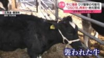 「OSO18」再来か　牛に傷痕…クマ襲撃の可能性　地元警戒
