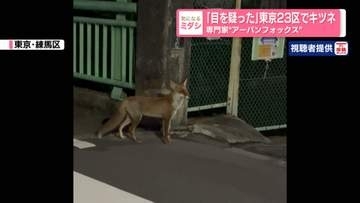 「目を疑った」東京23区でキツネ…専門家は「アーバンフォックス」か