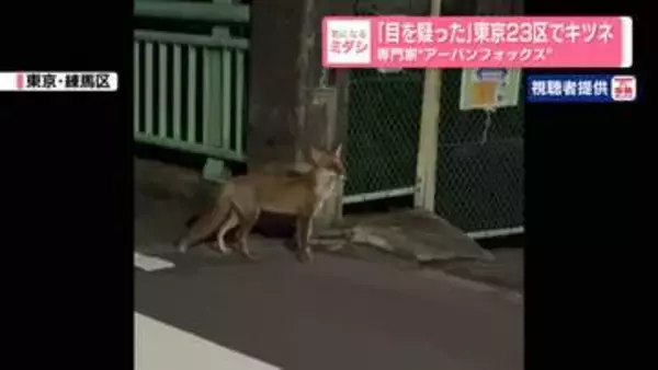 「目を疑った」東京23区でキツネ…専門家は「アーバンフォックス」か