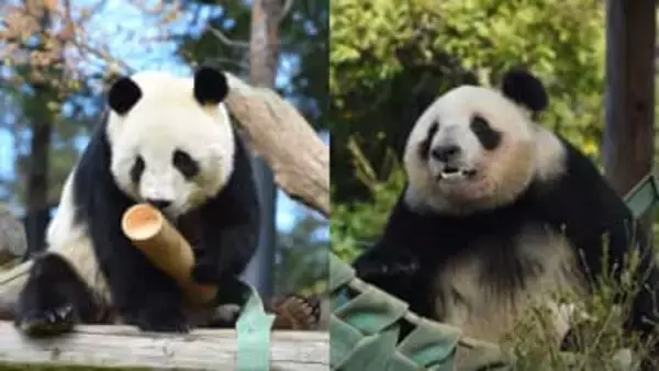 【速報】上野動物園の双子パンダ、今月27日に中国へ出発　東京都が正式発表　最終観覧日は25日