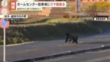 盛岡市中心部でクマ目撃相次ぐ　ホームセンター駐車場に3時間居座り…吹き矢で麻酔打ち捕獲