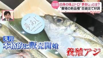 白身の極上トロ？──新品種「夢あじ」の魅力　価格3倍のエサで“上質な脂”に　貴重な養殖現場に密着『every.気になる！』