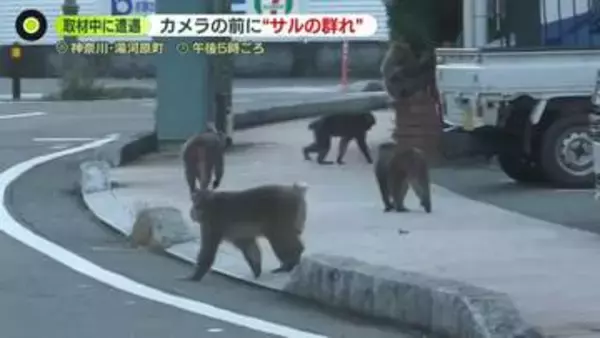 【サル被害】遭遇したら「怒りスイッチ」に注意　取材中にも群れ“くつろぐ”様子も…専門家「サルと人の距離が近すぎる」