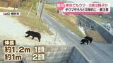 「東京でツキノワグマの親子か…箱ワナを設置し警戒　新潟では70代男性が襲われけが」の画像1