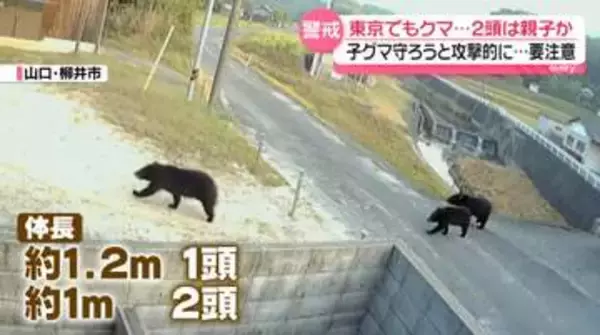 東京でツキノワグマの親子か…箱ワナを設置し警戒　新潟では70代男性が襲われけが