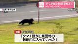 「クマ目撃、1日で少なくとも5件　ドローン使い行方追う　山形・寒河江市」の画像1