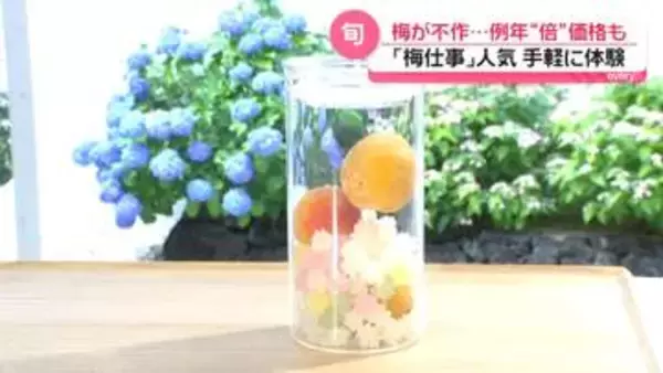 旬の梅、今年は不作…“例年の倍価格”品種も　一方「梅仕事」人気高まる