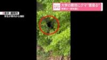 大学の敷地にクマ“居座る”　授業は一部休講に