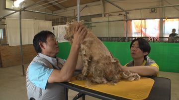 【24時間テレビ】サッカー日本代表・森保一監督、相葉雅紀と“保護犬トリミング”に初挑戦