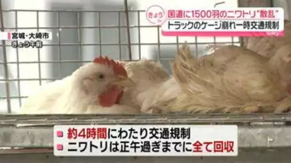 国道に1500羽のニワトリ“散乱”　トラックのケージ崩れ…一時交通規制