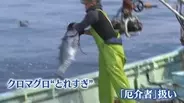 クロマグロが“厄介者”に…豊漁なのに“水揚げできない”異例の事態