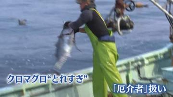 クロマグロが“厄介者”に…豊漁なのに“水揚げできない”異例の事態