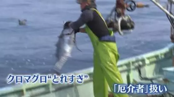 クロマグロが“厄介者”に…豊漁なのに“水揚げできない”異例の事態