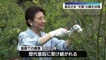 皇后さま“天蚕”の繭を収穫　皇居で受け継がれる養蚕