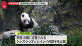 「上野動物園、双子パンダの最新の様子を公開「今回で最後」　来週中国へ返還」の画像1