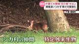 「千葉・房総半島でキョン大繁殖　生息域の北上阻止に県が“絶対防衛ライン”設定「今が正念場」【every.気になる】」の画像1
