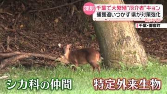 千葉・房総半島でキョン大繁殖　生息域の北上阻止に県が“絶対防衛ライン”設定「今が正念場」【every.気になる】
