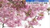 「「河津桜まつり」開幕　伊豆に一足早い春の訪れ　静岡」の画像1