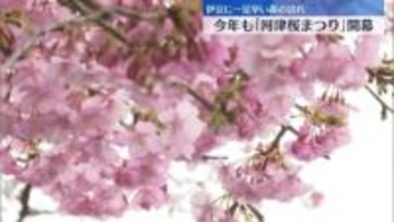 「河津桜まつり」開幕　伊豆に一足早い春の訪れ　静岡
