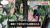 「40件以上…宇都宮市の住宅街周辺などでクマ目撃情報相次ぐ　行方わからず警察などが警戒」の画像1