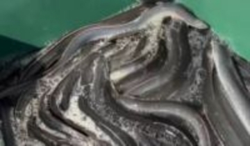 ウナギ“国際取引規制”案を否決　ワシントン条約の締約国会議