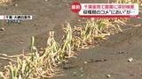 「千葉市“放置車両”きょう全て撤去へ　農業被害深刻…収穫直前「悔しい」」の画像1