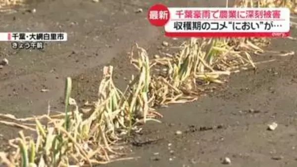 千葉市“放置車両”きょう全て撤去へ　農業被害深刻…収穫直前「悔しい」