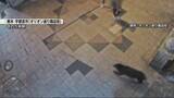 「【速報】クマ目撃相次ぐ宇都宮市 9日も全小中学校を休校に」の画像1
