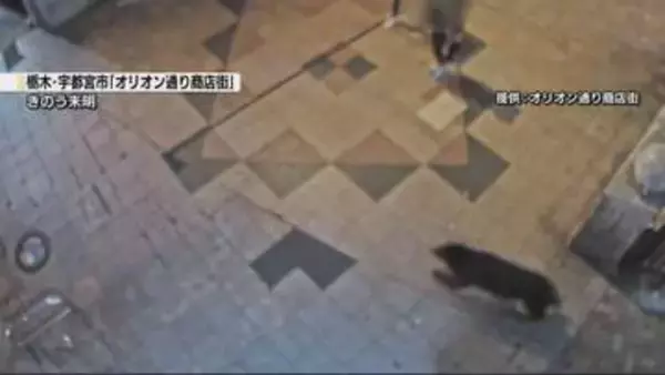 【速報】クマ目撃相次ぐ宇都宮市 9日も全小中学校を休校に
