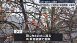 「2つの町で住宅付近にクマ…緊急銃猟で駆除　山形」の画像1
