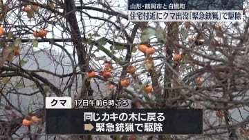 2つの町で住宅付近にクマ…緊急銃猟で駆除　山形