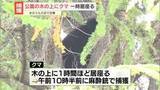「公園内の木の上にクマ…一時居座るも捕獲　長野・松本市」の画像1