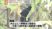 公園内の木の上にクマ…一時居座るも捕獲　長野・松本市