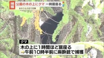 公園内の木の上にクマ…一時居座るも捕獲　長野・松本市