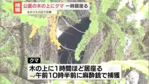 公園内の木の上にクマ…一時居座るも捕獲　長野・松本市