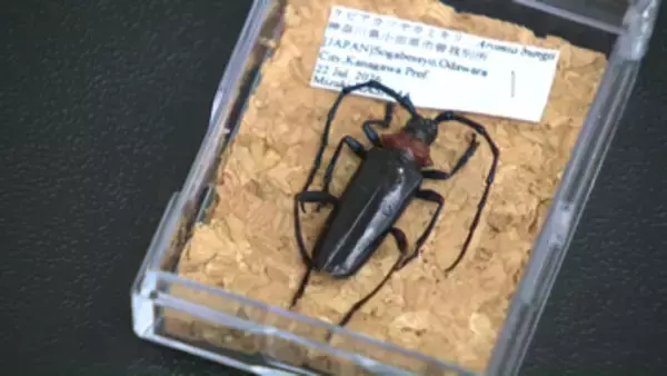 ウメの木などに寄生し枯死させる特定外来種のカミキリ駆除のため薬剤散布、市内のウメ農園で発生を複数確認～神奈川・小田原市