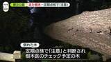 「善福寺公園で倒木…定期点検で「注意」　東京・杉並区」の画像1
