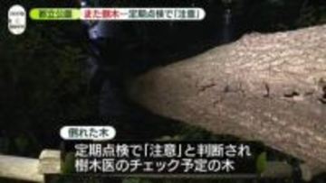 善福寺公園で倒木…定期点検で「注意」　東京・杉並区