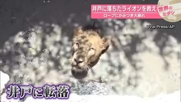 井戸に落ちたライオンを救え　ロープにかみつき大暴れ