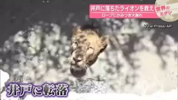 井戸に落ちたライオンを救え　ロープにかみつき大暴れ