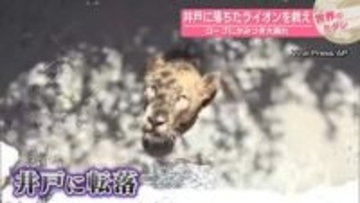 井戸に落ちたライオンを救え　ロープにかみつき大暴れ